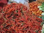 Harga cabai panjang merah usai Idulfitri 1447 Hijriyah di Bengkulu turun dari Rp 45.000 menjadi Rp 25.000-Rp 30.000/kg.(Foto/Ist)