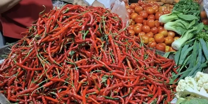 Harga cabai panjang merah usai Idulfitri 1447 Hijriyah di Bengkulu turun dari Rp 45.000 menjadi Rp 25.000-Rp 30.000/kg.(Foto/Ist)