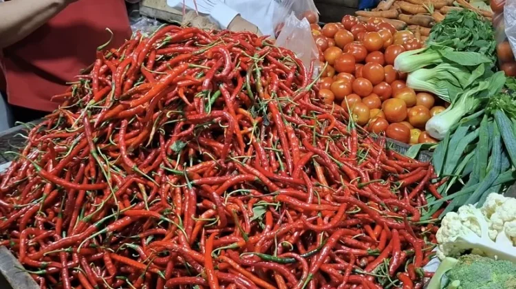 Harga cabai panjang merah usai Idulfitri 1447 Hijriyah di Bengkulu turun dari Rp 45.000 menjadi Rp 25.000-Rp 30.000/kg.(Foto/Ist)