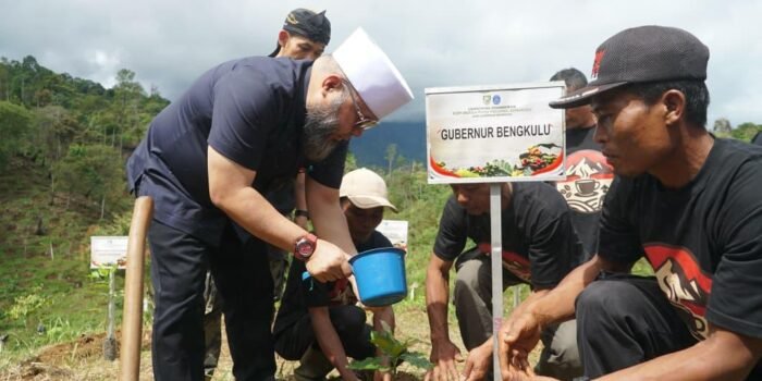 Gubernur Bengkulu, Helmi Hasan menanam bibit kopi rabusta dalam rangka meningkatkan kesejahteraan masyarakat melalui program hutan kemasyarakat.(Foto/Ist)