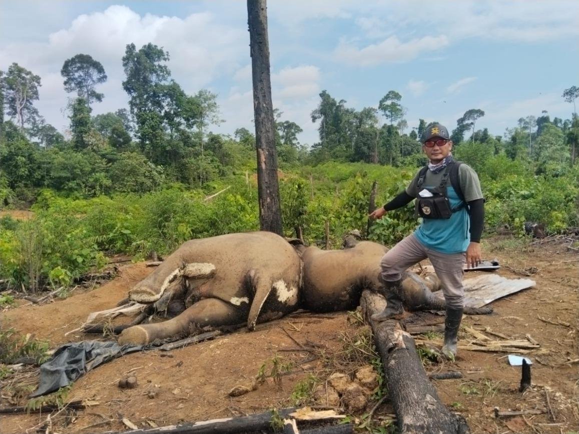 Dua ekor gajah Sumatra terdiri atas induk dan anak, ditemukan mati dalam areal konsesi PT Bentara Arga Timber Hutan Produksi Terbatas (HPT) Air Teramang, Seblat, Kabupaten Bengkulu Utara pada 29 April 2026.(Foto/Polsek Sungai Rumbai)