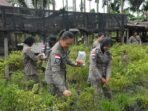 Satgas OPs Damai Panen Cabai di Mimika Anggota Satgas Ops Damai Cartenz bersama masyarakat melaksanakan panen cabai dalam rangka berbagi kasih di Distrik Kuala Kencana, Mimika, Papua Tengah.(Foto/Ist)