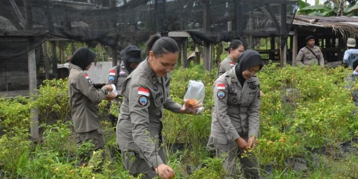 Anggota Satgas Ops Damai Cartenz bersama masyarakat melaksanakan panen cabai dalam rangka berbagi kasih di Distrik Kuala Kencana, Mimika, Papua Tengah.(Foto/Ist)